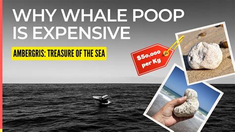 why is whale poop expensive